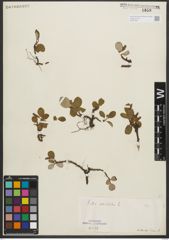 Foto von Salix reticulata L.